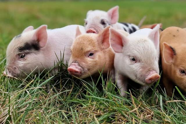 Miniature pigs can make amazing pets - Animal News Agency