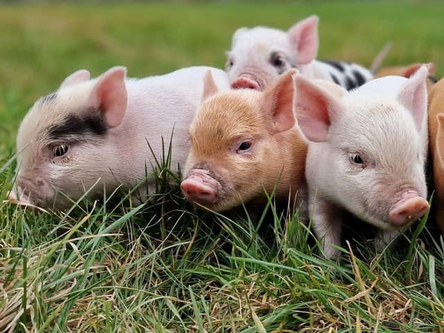 Miniature pigs can make amazing pets - Animal News Agency