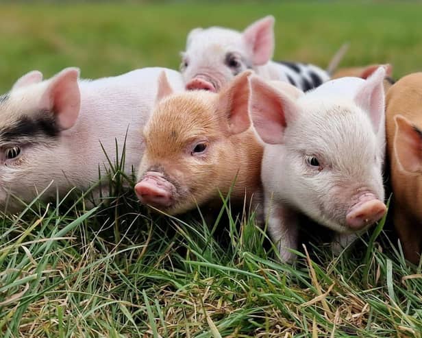 Miniature pigs can make amazing pets - Animal News Agency