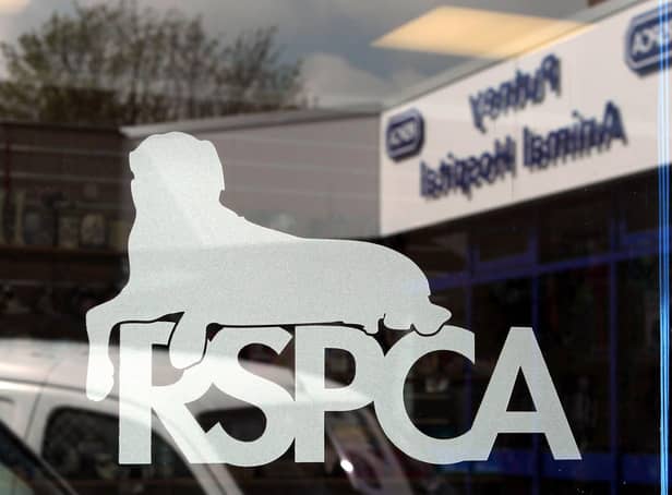 The RSPCA logo, Photo from PA Images/ Sam Dempsey