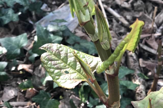 Japanese Knotweed