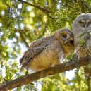 Leaving the Nest
