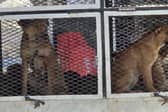 Dogs on a truck in Morocco - Animal News Agency