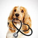 More than half of vets (52 per cent) said the number of clients reporting difficulty covering the cost of preventative veterinary care for their animal had increased compared to 2021 (photo: Adobe)