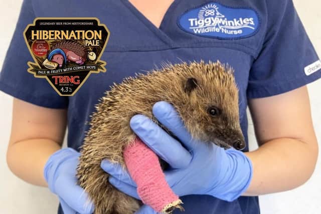Pictured: Hedgehog being treated by the Tiggywinkles staff and one of the new beer logos