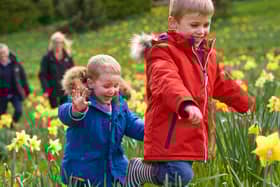 Daffodil Valley © Waddesdon Manor, National Trust. Photographer Trevor Ray Hart
