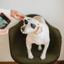 The Doghood is offering a pet hamper prize - Animal News Agency 
