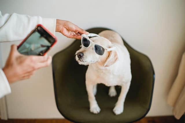 The Doghood is offering a pet hamper prize - Animal News Agency