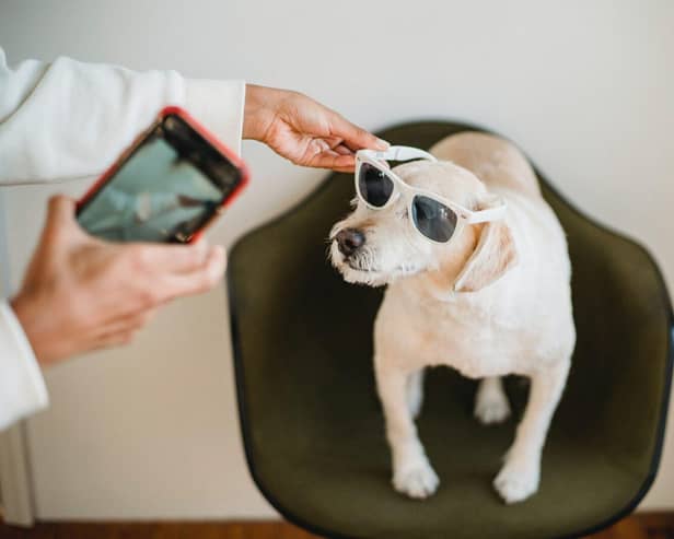 The Doghood is offering a pet hamper prize - Animal News Agency 