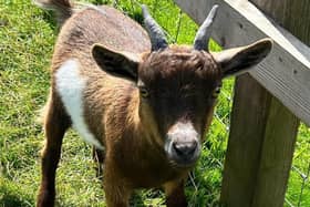 Chip the goat is causing chaos 