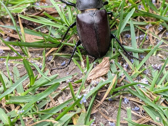 A male stag beetle