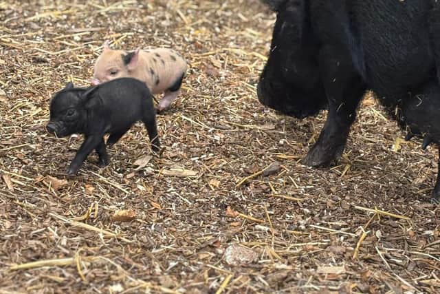 Willow and her piglets - Animal News Agency