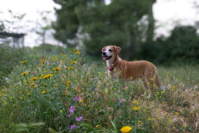 Pet expert shares top tips for keeping your pet healthy this Easter