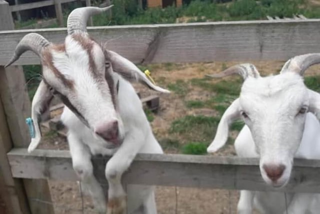 Bucks Goat Centre is running an egg hunt on all day from Friday 18 to Sunday 20 April. The tourist site has been running Easter-themed activities throughout the school break.