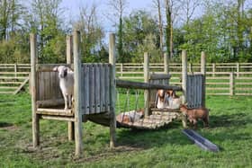 The goats enjoying their new adventure playground - Animal News Agency