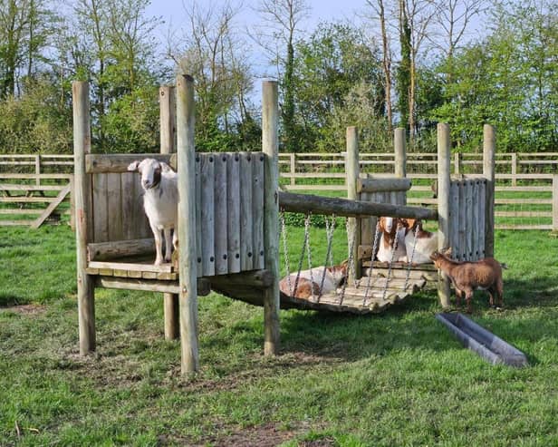 The goats enjoying their new adventure playground - Animal News Agency