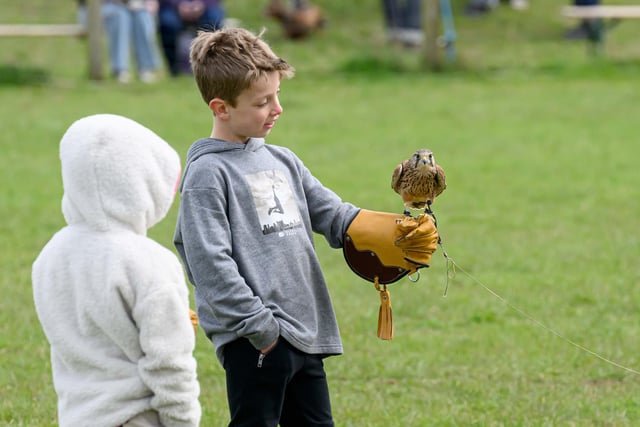 One young guest holding a kestrel, photo from Amanda Hawes