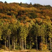 Wendover Woods (Photo by Oli Scarff/Getty Images)