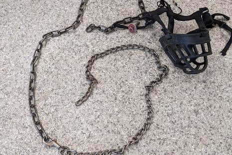 Woody's chain and muzzle safely removed
