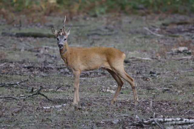 An image of roe deer used for illustrative purposes (Photo by LUDOVIC MARIN/AFP via Getty Images)