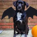 A Wendover dog has turned heads with his ghoulish get up this Halloween.