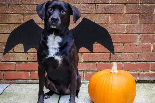 A Wendover dog has turned heads with his ghoulish get up this Halloween.