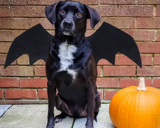 A Wendover dog has turned heads with his ghoulish get up this Halloween.