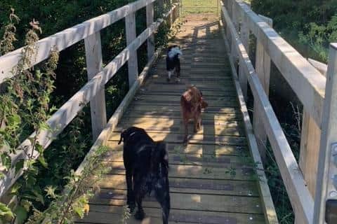 Maisie, Lady (all tan), Jess’s other dog, Shadow (black). Image: Megan Dean.