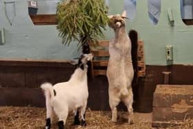 Goats enjoying their Christmas treat - Animal News Agency 