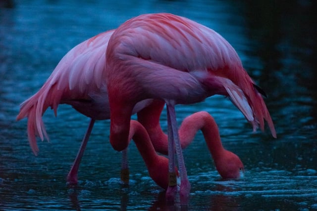 The flamingos fish well into the night.