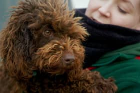 This week, we follow the story of the show’s 100th dog, a terrified Cockapoo. Will she find the courage to open her heart?