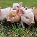 Adorable piglets at Kew Little Pigs in Amersham - Animal News Agency