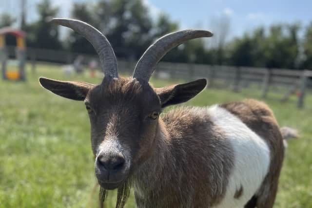 One of the famed animals at  Bucks Goat Centre, photo from Animal News Agency