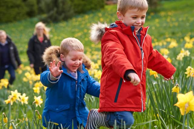 Daffodil Valley © Waddesdon Manor, National Trust. (Photographer Trevor Ray Hart)