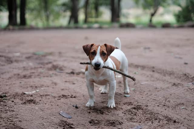 Jack Russels are now the favourite of King Charles and the Queen Consort
