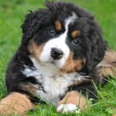 Bank holiday bliss: A South East pup preps for a weekend of walkies