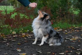 Training your dog can sometimes feel like a minefield - Animal News Agency
