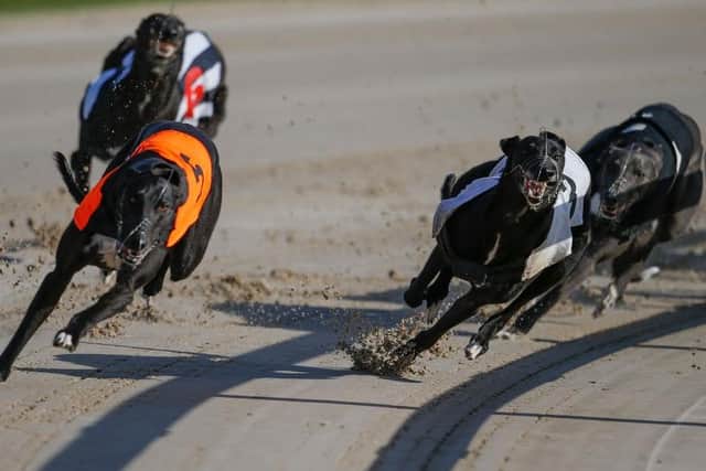 Greyhound racing at Towcester