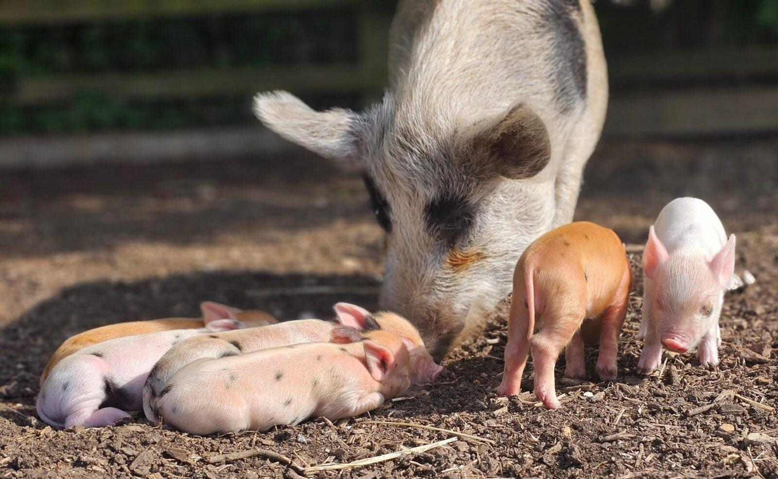 Cute sweet! Bucks farm reveals adorable names for newly born piglets - Vimarsana News