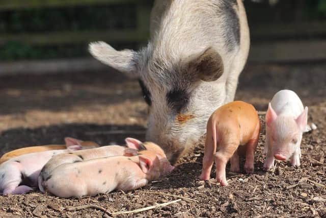 Blossom and her piglets - Animal News Agency