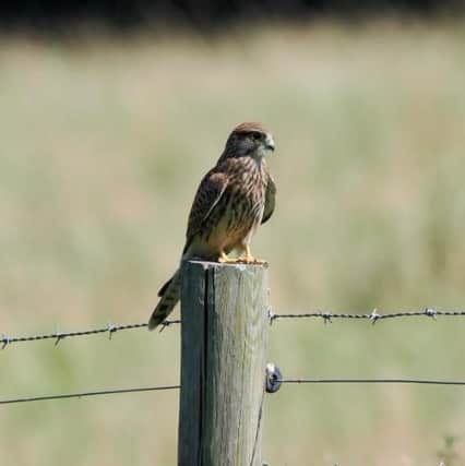 A kestrel in a Cuddington field