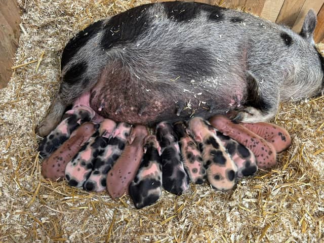 Jilly with her bumper brood of piglets - Animal News Agency