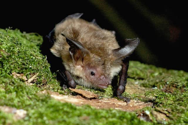 A Bechstein's Bat at Finem Woods near Calvert. Picture by Toby Thorne of the North Bucks Bat Group