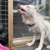 Jasper the silver fox, photo from the Animal News Agency