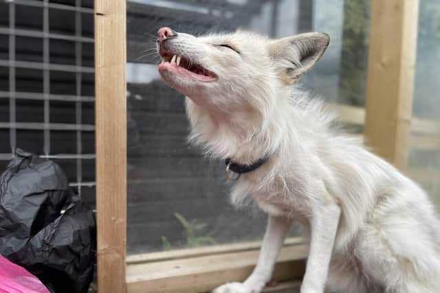 Jasper the silver fox, photo from the Animal News Agency