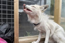 Jasper the silver fox, photo from the Animal News Agency