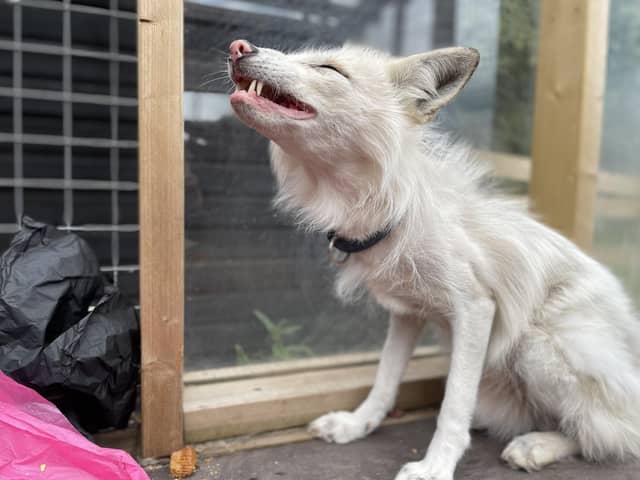 Jasper the silver fox, photo from the Animal News Agency