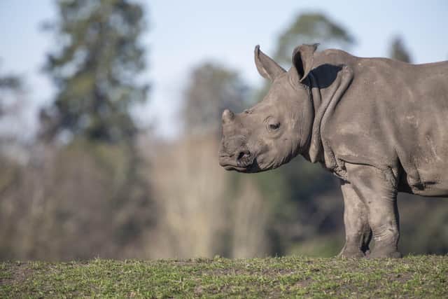 White Rhino Granville