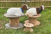 The goats are enjoying their summer break - Animal News Agency
