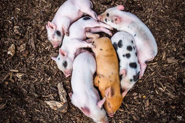 Adorable micro piglets make a Valentine's heart - Animal News Agency